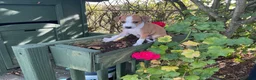 Italian Greyhound dogs for sale: Royal kennel club registered  - Advert 27