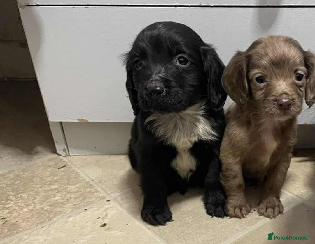 Cocker Spaniel dogs for sale: Beautiful Cockers - Advert 12