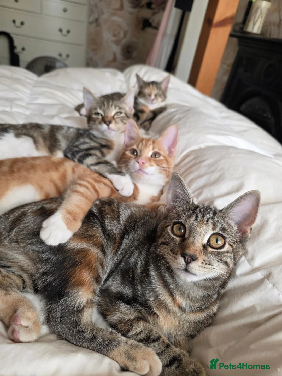 Domestic Shorthair cats for sale: 4 kittens looking for their forever homes 🩷 - Advert 1