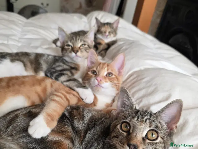 Domestic Shorthair cats for sale: 4 kittens looking for their forever homes 🩷 - Advert 1