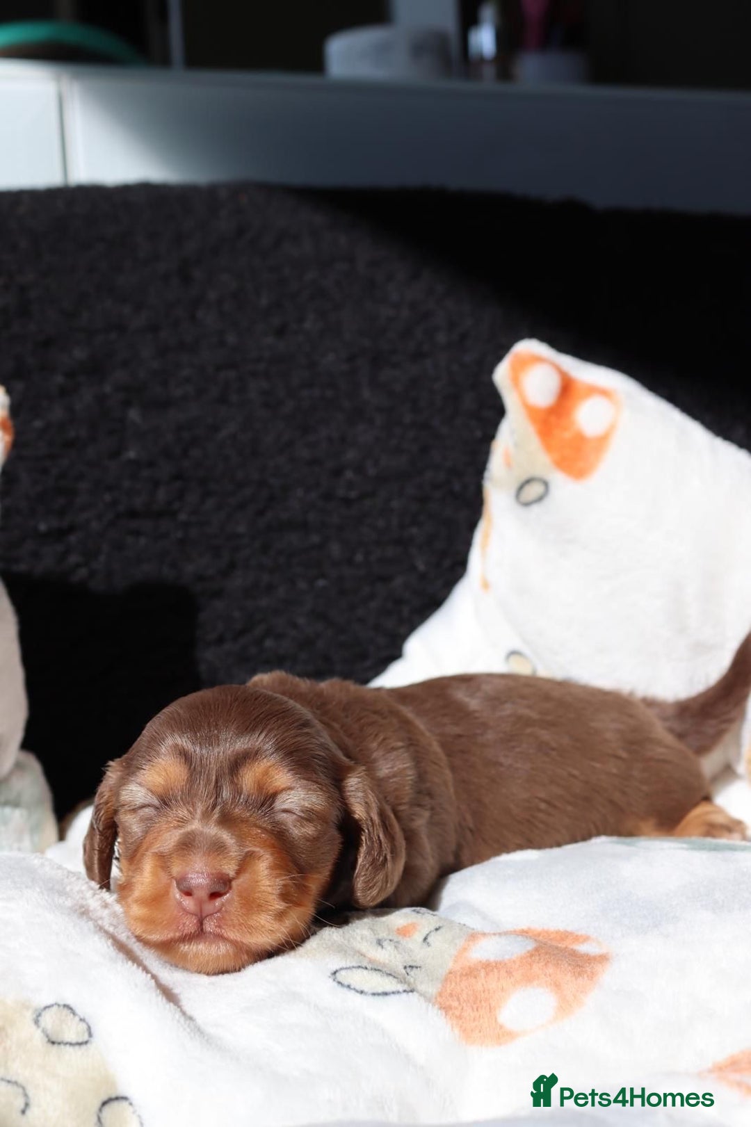 Miniature Dachshund dogs for stud: Long-haired miniature Dachshund in Hitchin - Advert 26