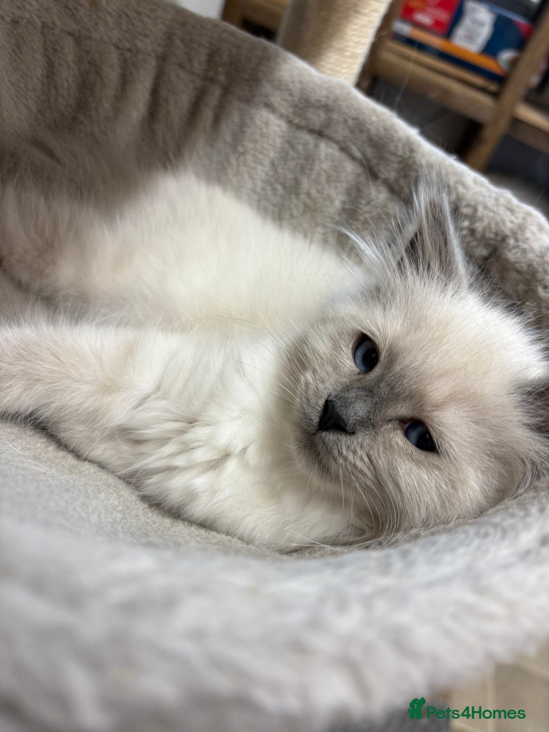 Siberian cats for sale: Adorable Neva Siberian  - Image 4