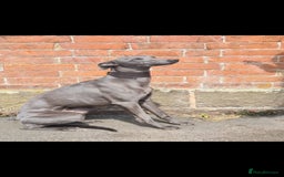 Whippet dogs for stud: KC Whippet - Heart test clear in Market Drayton - Image 3