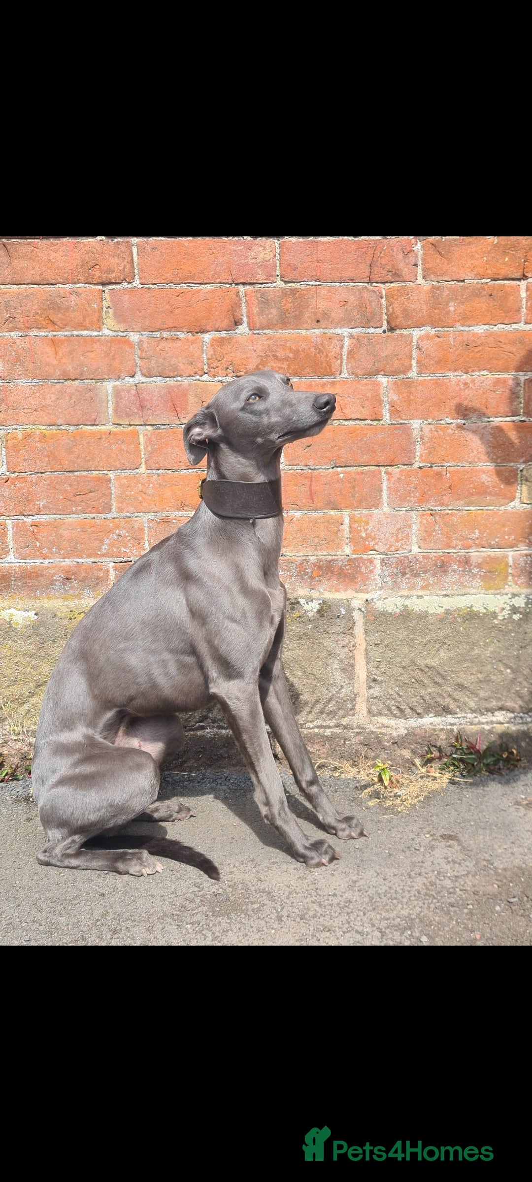 Whippet dogs for stud: KC Whippet - Heart test clear in Market Drayton - Image 3