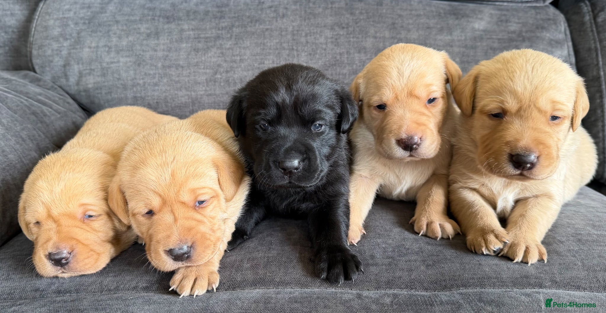 Labrador Retriever dogs Fox red Labrador puppies - Advert 1
