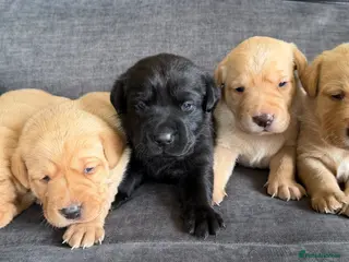 Labrador Retriever dogs Fox red Labrador puppies - Advert 10