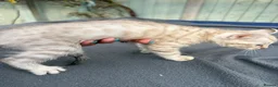 Keetso cats for sale: Awesome litter of polydactyl snow leopard Keetsos  - Advert 4