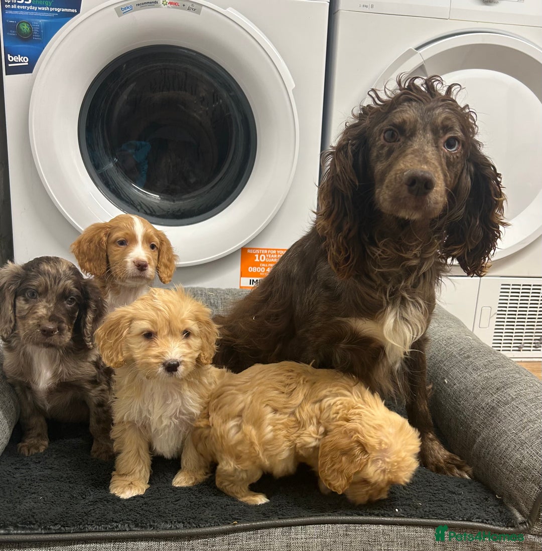 Cockapoo dogs for sale: Stunning cockapoo puppies  - Advert 23