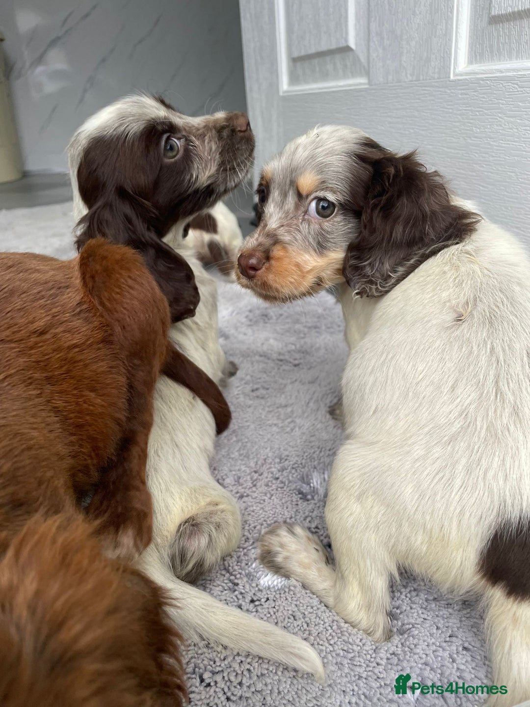 Cocker Spaniel dogs for sale: Cocker spaniel puppys - Image 7
