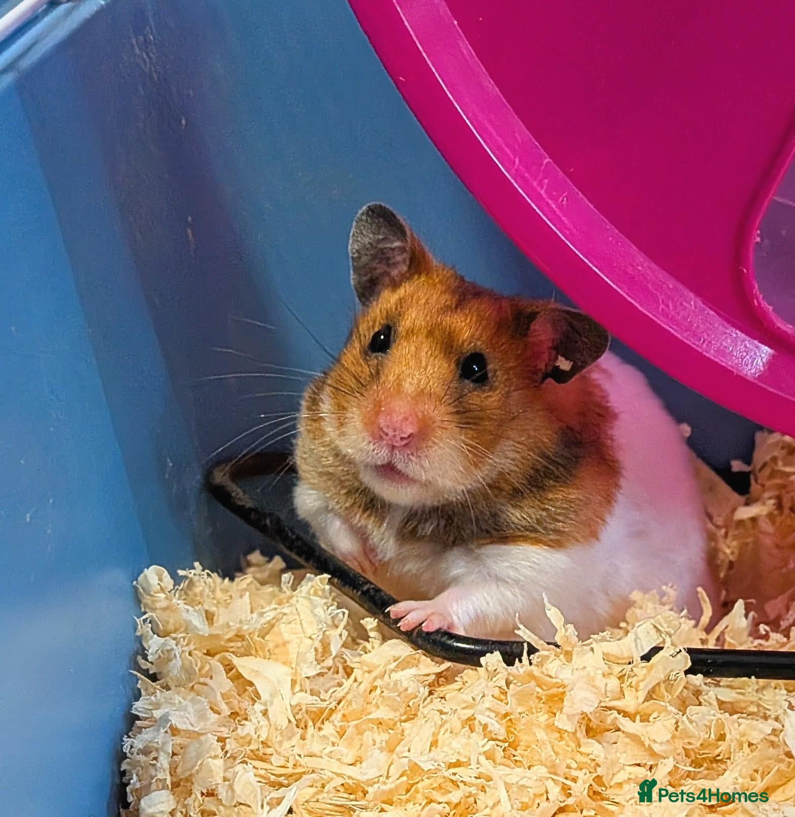 Hamster rodents Female Syrian Hamster with cage - Advert 20