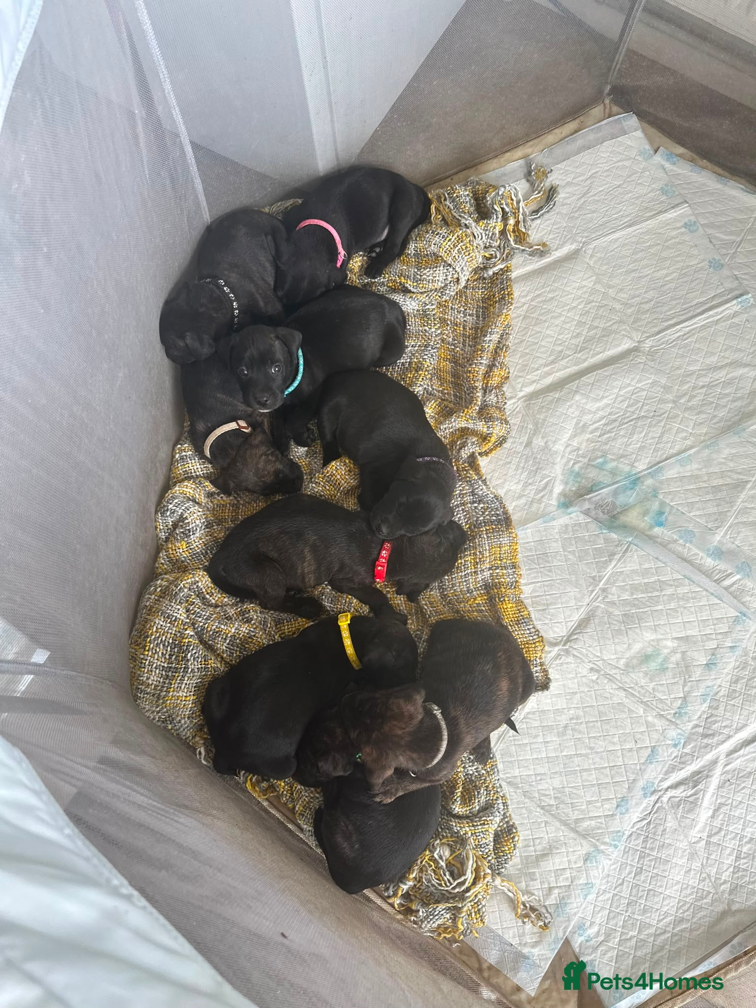 Staffordshire Bull Terrier dogs 9 beautiful staff pups - Advert 1