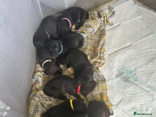 Staffordshire Bull Terrier dogs 9 beautiful staff pups - Advert 1