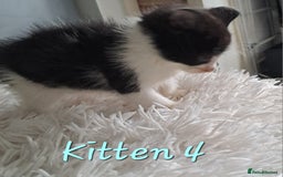 Mixed Breed cats for sale: 4 Stunning kittens for sale - Image 18