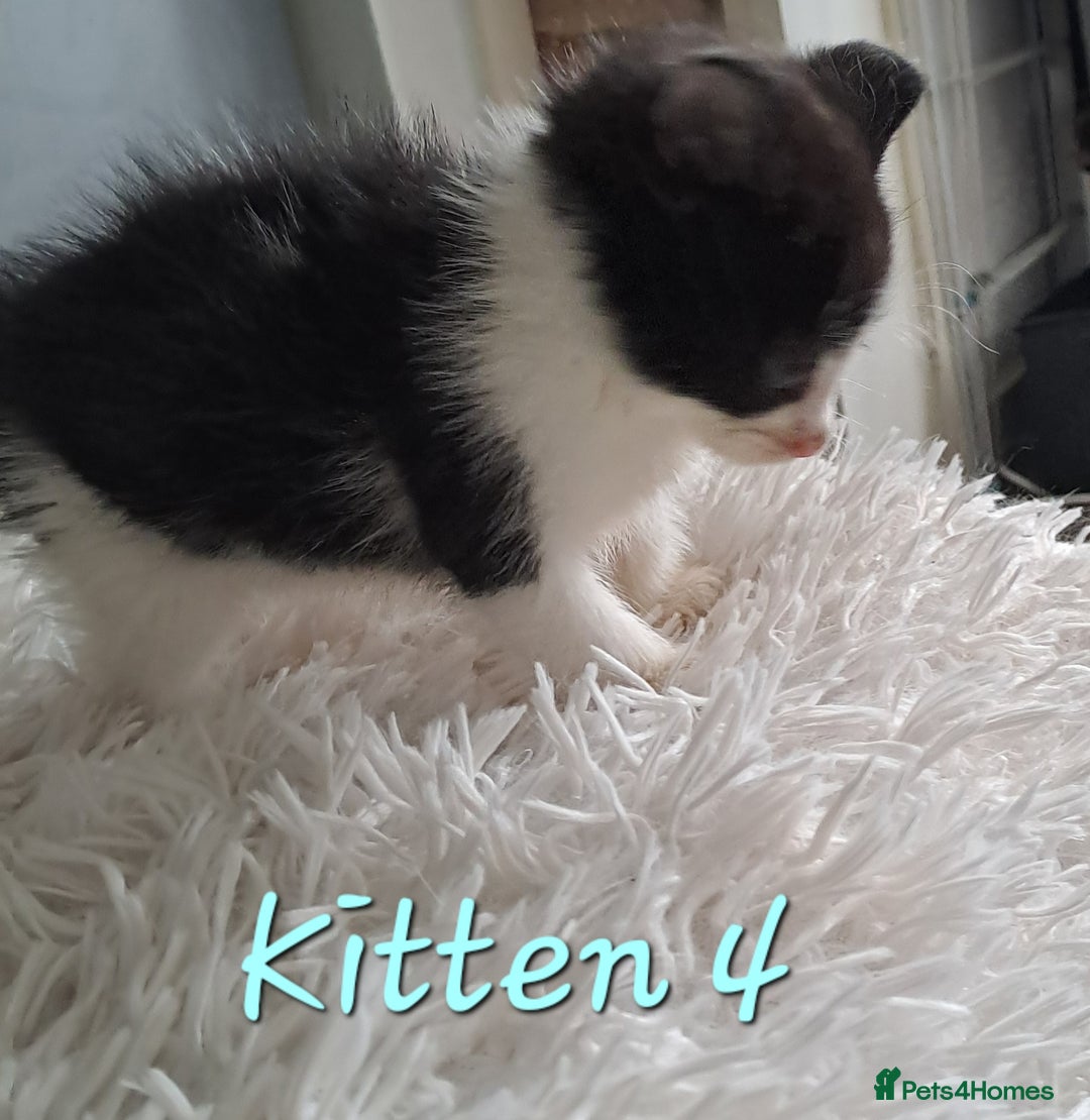 Mixed Breed cats for sale: 4 Stunning kittens for sale - Image 18