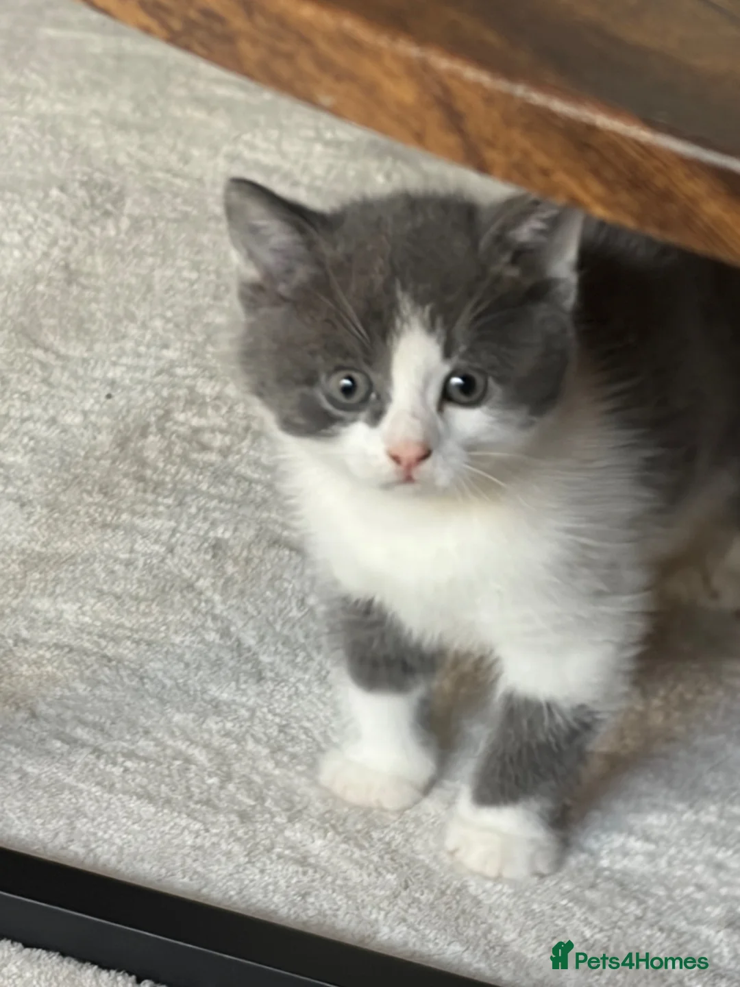 British Shorthair cats for sale: 2 british shorthair kittens - Advert 2