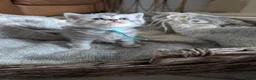 British Shorthair cats for sale: Full British shorthairs  - Advert 5