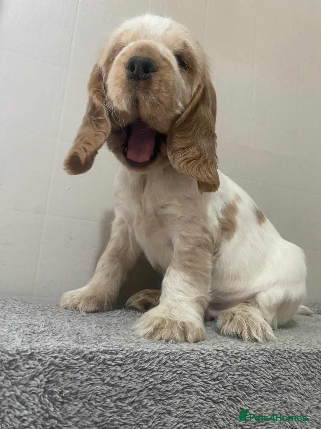 Cocker Spaniel dogs for sale: ‘Show Type’ Cocker Spaniel Puppies. KC Registered. - Advert 25