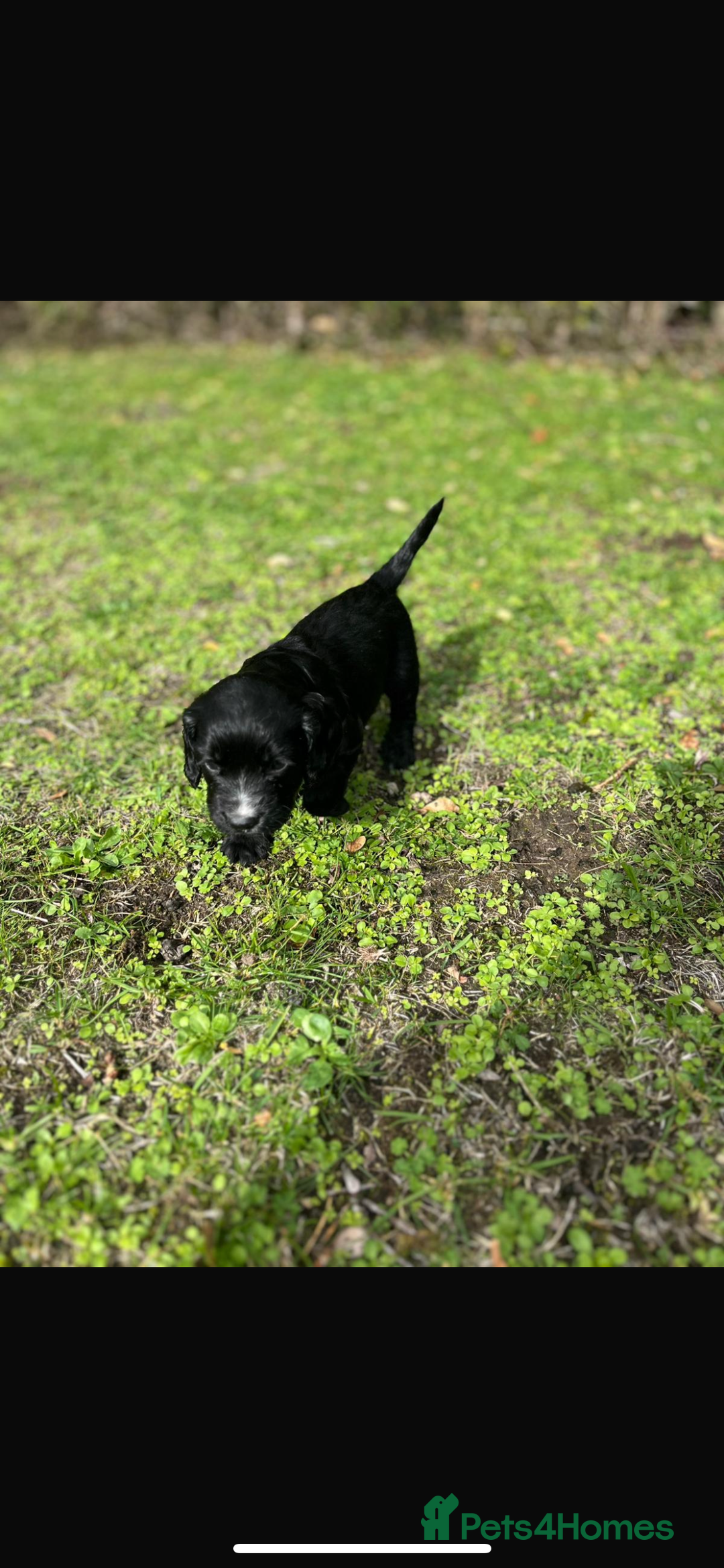 Cocker Spaniel dogs for sale: Working Cocker Spaniel Puppies - Image 3