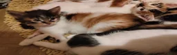 Mixed Breed cats for sale: Beautiful kittens looking for forever homes  - Advert 22