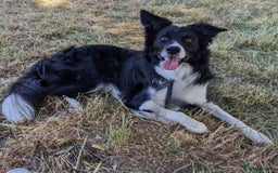 Border Collie dogs for sale: Border Collie puppy looking 4 loving forever home in Southampton - Image 11