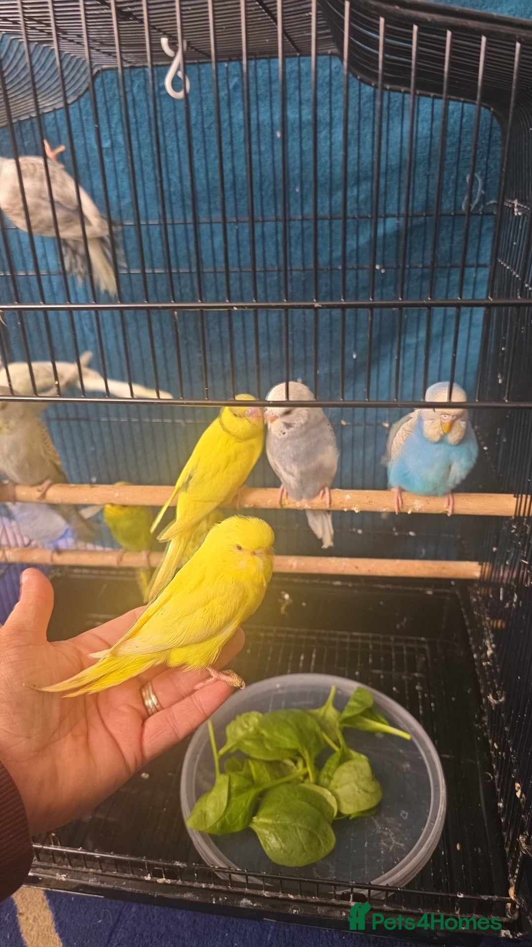 Budgerigars birds for sale: Blackwing and budgies available  - Image 3