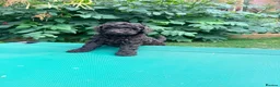 Miniature Poodle dogs for sale: Brown chocolate miniatures poodle - Advert 20