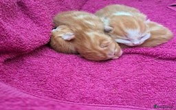 Domestic Shorthair cats for sale: Beautiful Ginger Kittens  - Image 6