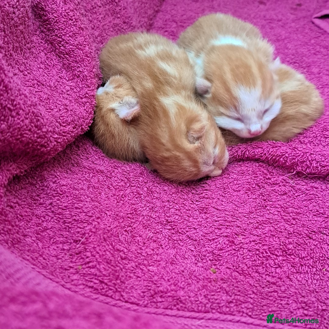 Domestic Shorthair cats for sale: Beautiful Ginger Kittens  - Image 6