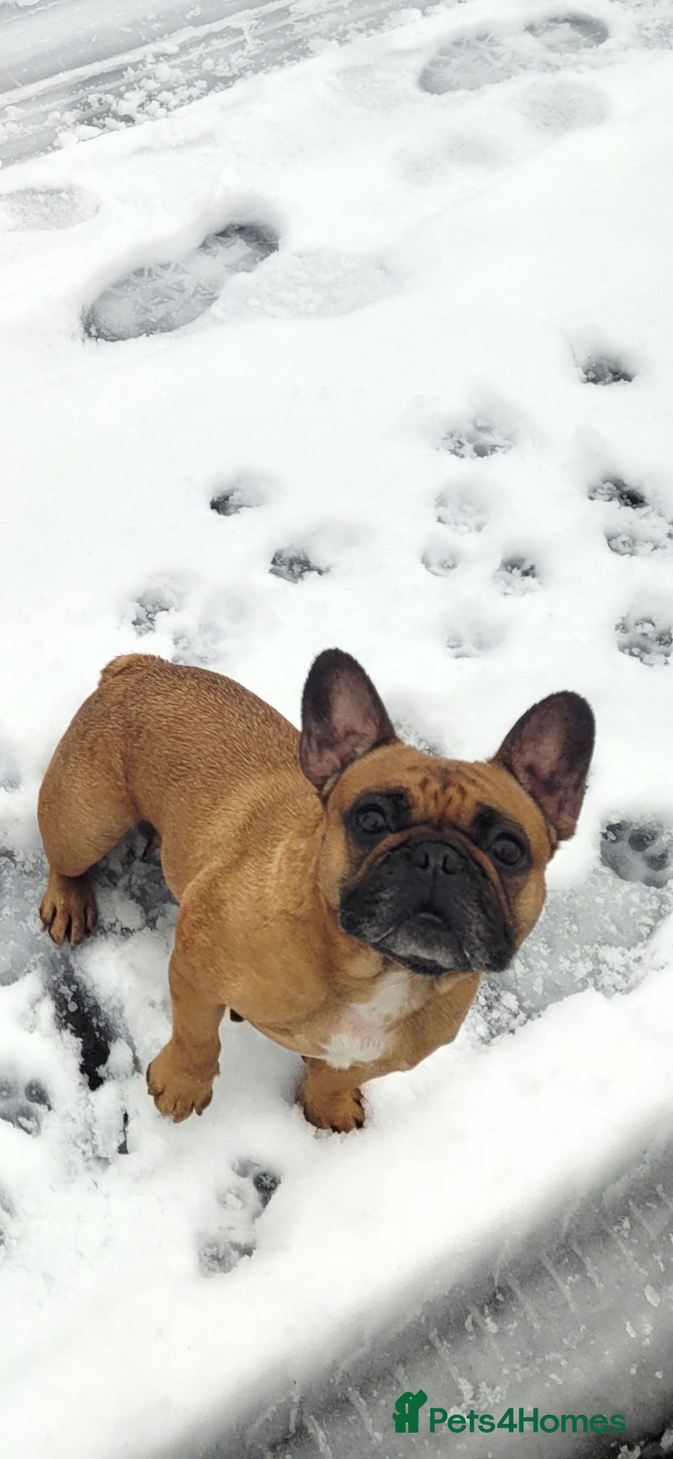 French Bulldog dogs 2x Female French Bulldogs - Advert 1