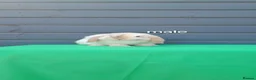 Mini Lop rabbits for sale: Purebred mini lop rabbits ready to leave  - Advert 7