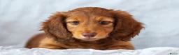 Miniature Dachshund dogs for sale: 🐾 MINIATURE LONG HAIRED DACHSHUND PUPPIES 🐾 - Advert 12