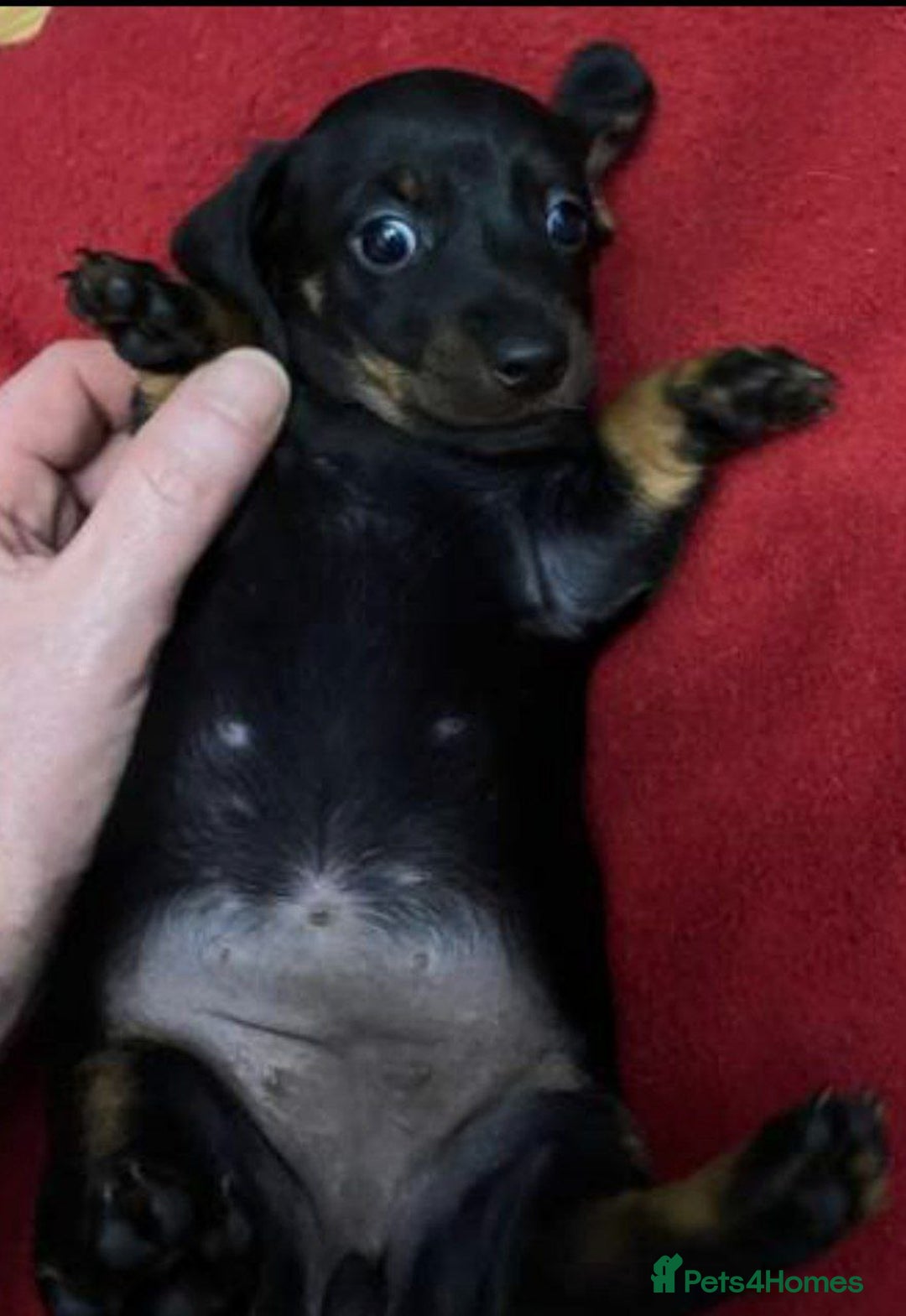 Miniature Dachshund dogs for sale: STUNNING KC PUPPIES - Advert 5