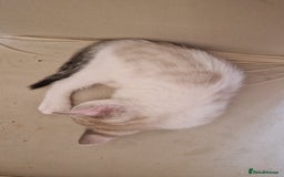 Bengal cats for sale: 4 bengal cross tabby kittens  - Image 18