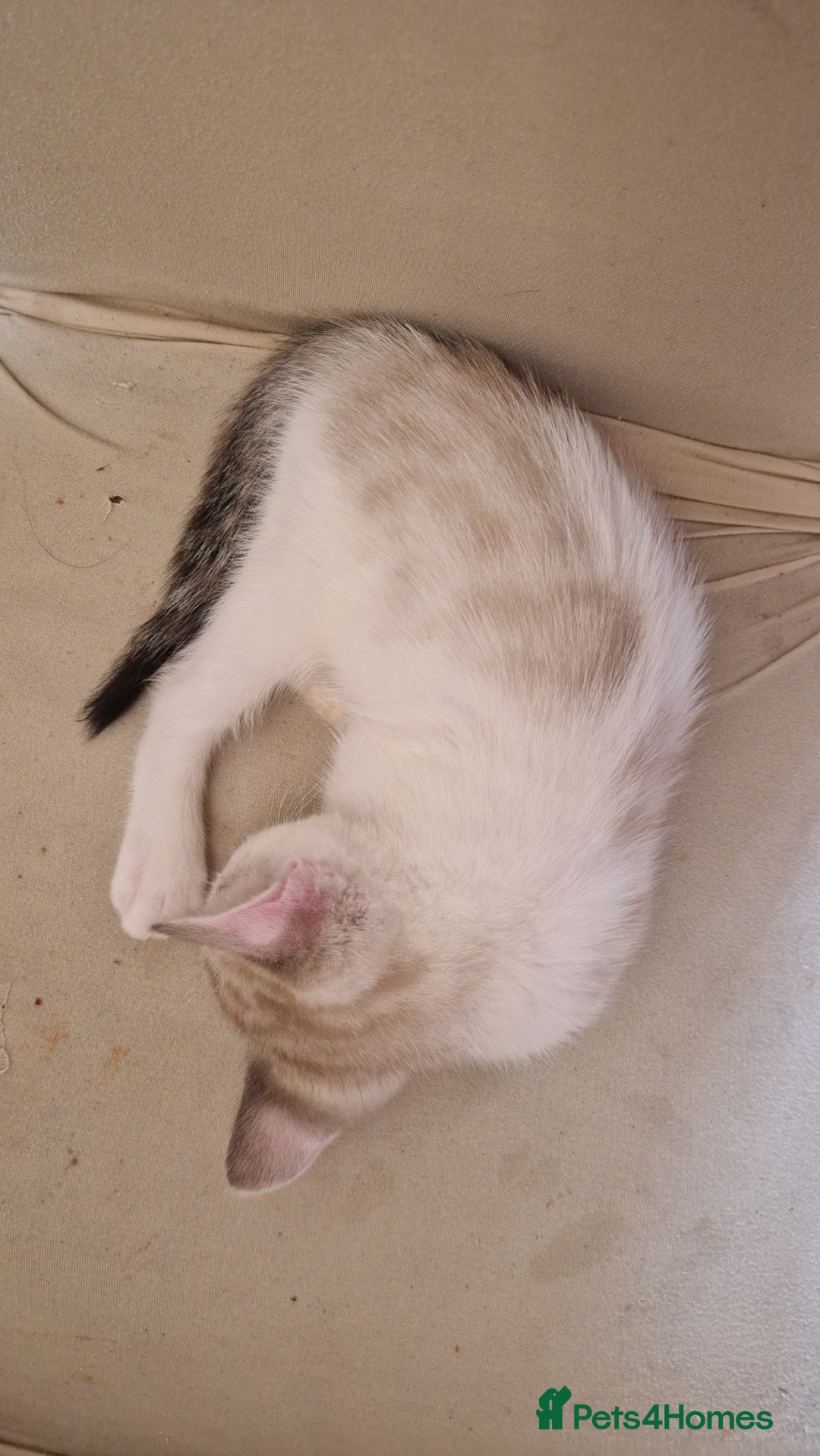 Bengal cats for sale: 4 bengal cross tabby kittens  - Image 18