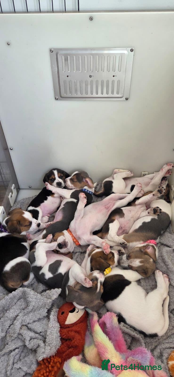 Beagle dogs Beautiful Beagle Puppies  - Advert 2