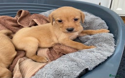 Labrador Retriever dogs for sale: Labrador Retriever - Image 21