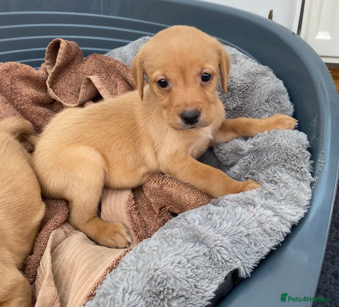Labrador Retriever dogs for sale: Labrador Retriever - Image 21