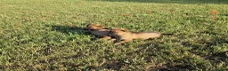 German Shepherd dogs for sale: Working line german shepherd puppies - Advert 18