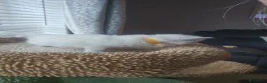 Ragdoll Kitten 6