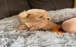 Maltipoo dogs for sale: Tiny Maltipoo Puppies - Image 5