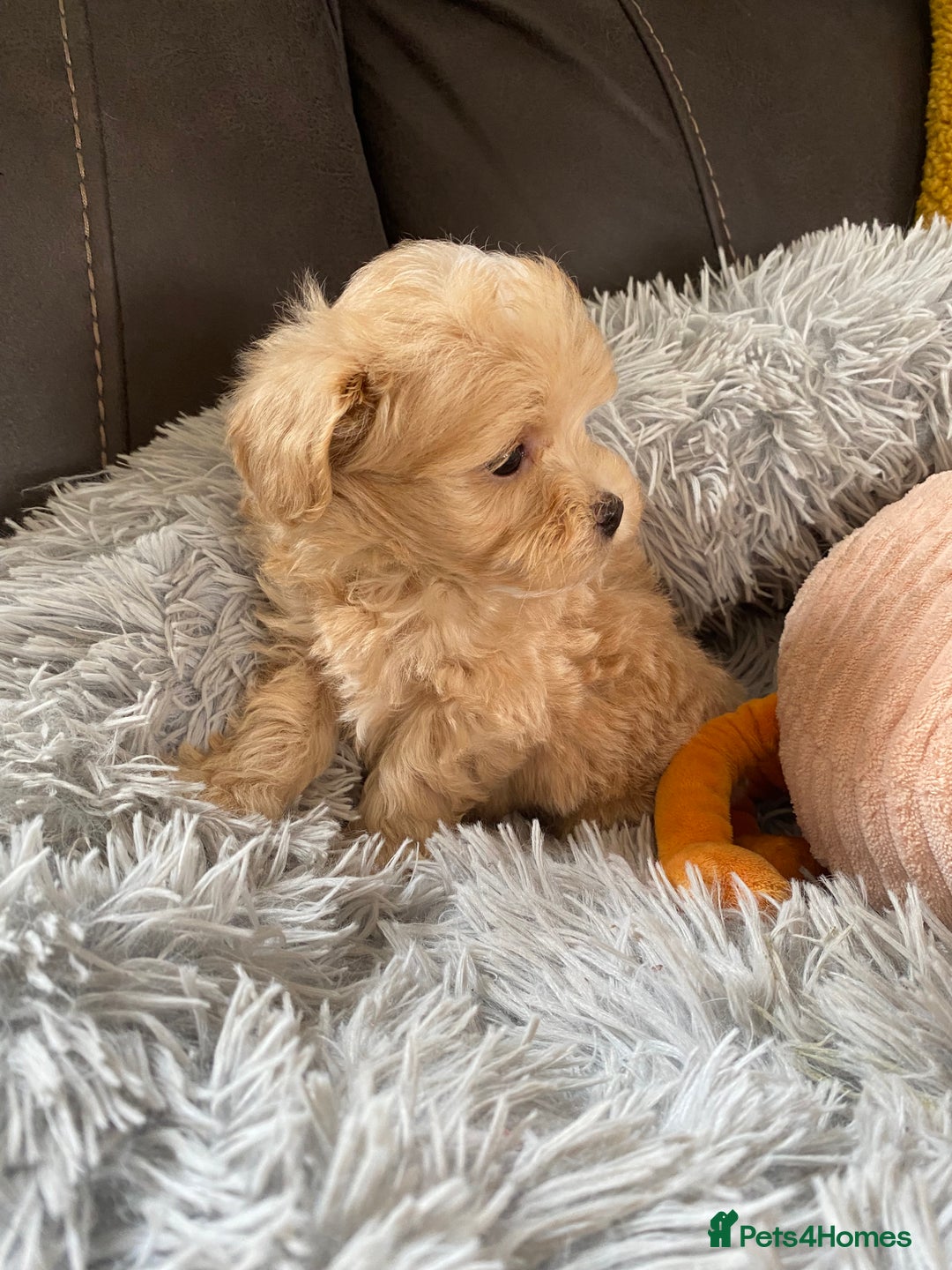 Maltipoo dogs for sale: Tiny Maltipoo Puppies - Image 5