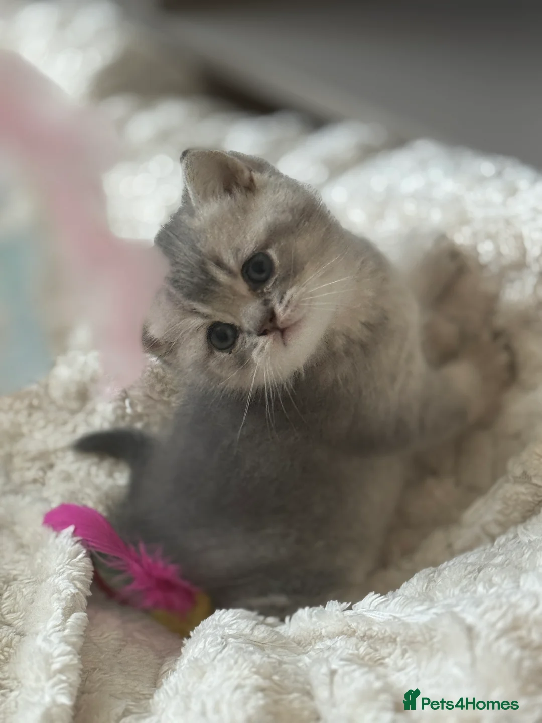 British Shorthair cats for sale: British shorthair female kitten - Advert 3