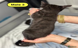 Bengal cats for sale: Gorgeous Bengal X Kittens!! - Image 17
