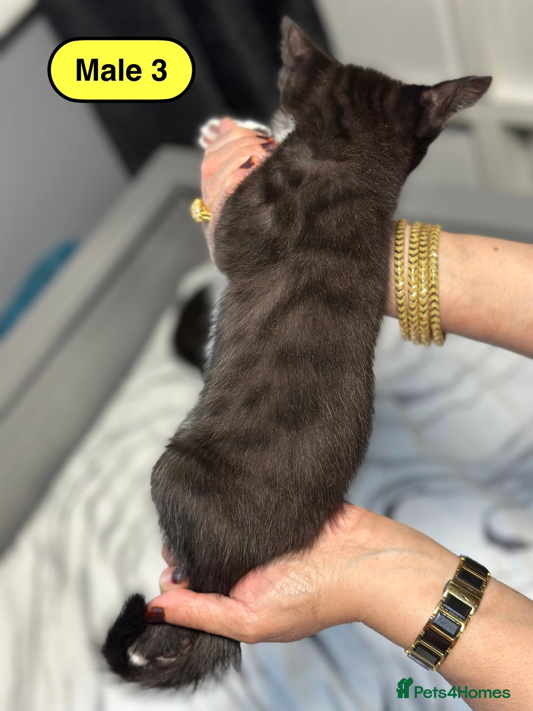Bengal cats for sale: Gorgeous Bengal X Kittens!! - Image 17