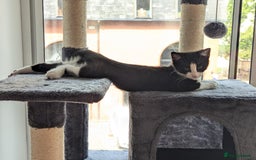 Domestic Shorthair cats for sale: Looking for a Loving Home for Our Sweet Cat 🐾 - Image 11