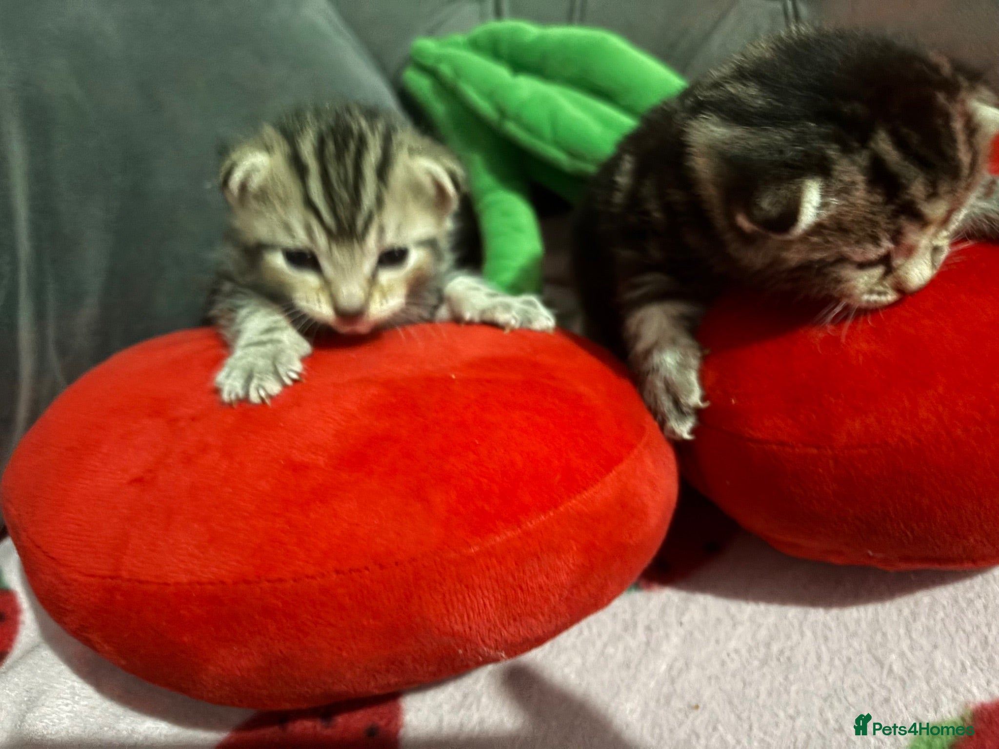 Bengal cats Bengal kittens mixed litter beautiful rare coats - Advert 11