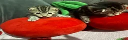 Bengal cats for sale: Bengal kittens mixed litter beautiful rare coats - Advert 4