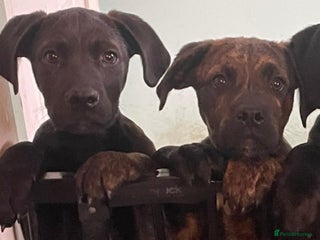 Mixed Breed dogs - Advert 1