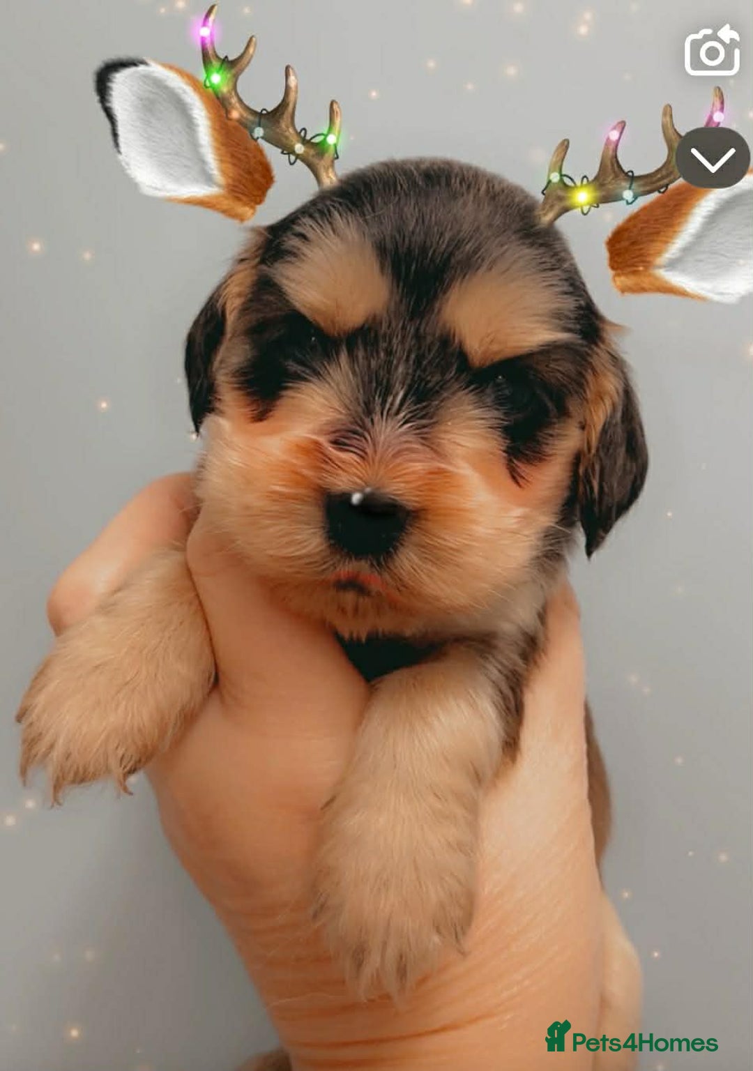 Cocker Spaniel dogs for sale: Show cocker spaniels - Advert 2