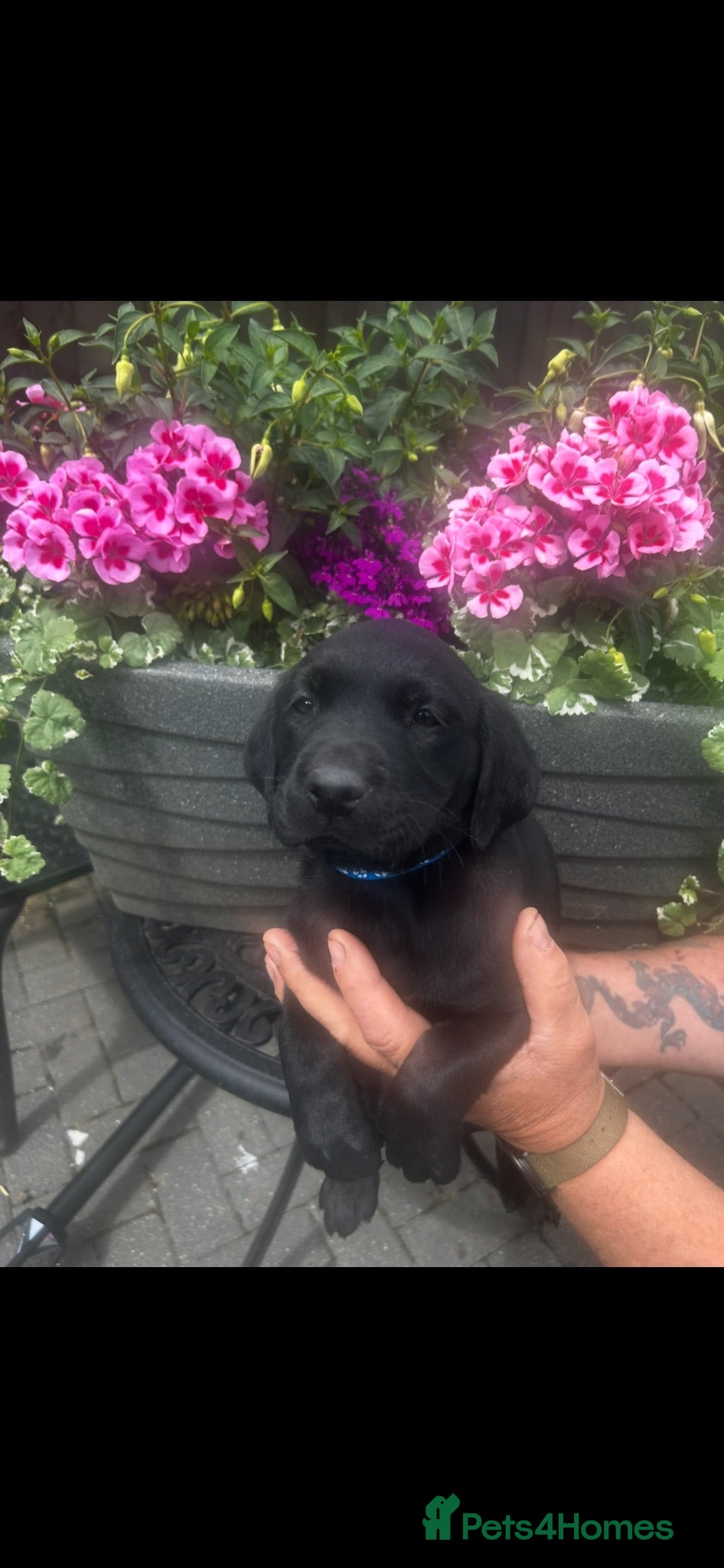 Labrador Retriever dogs Georgous litter of male working Labradors - Advert 2